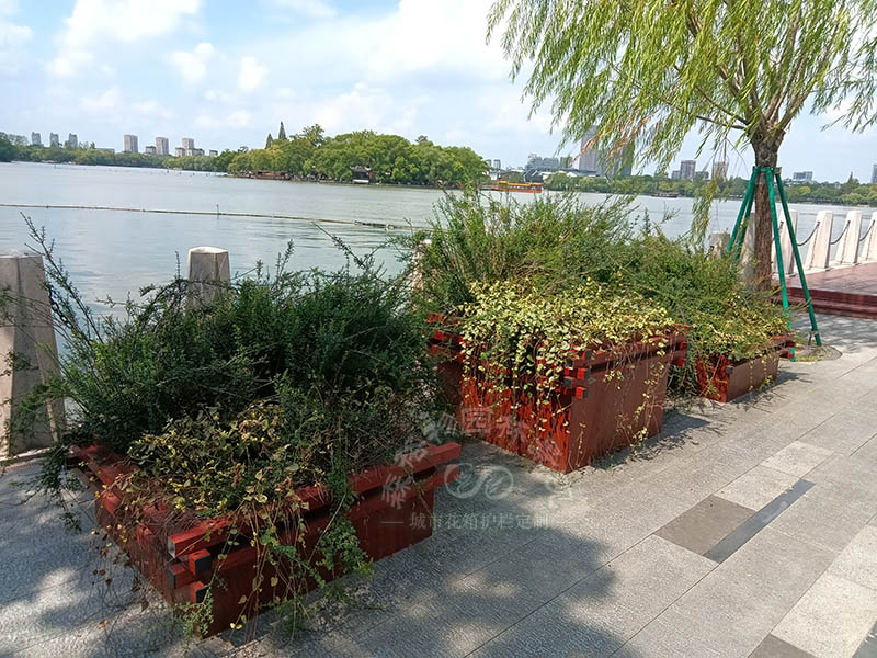 道路花箱護欄種什么植物？