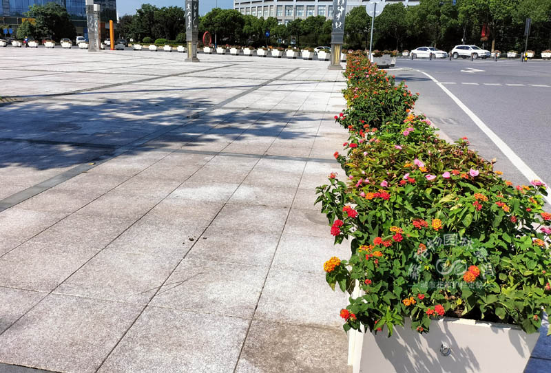 嘉興中心廣場花箱案例