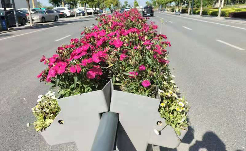 適合花箱的種植植物，哪些植物比較好看？