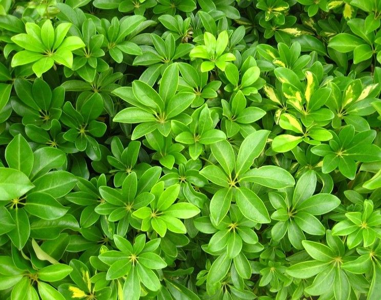 常用的室外垂直綠化植物墻的植物種類有哪些？