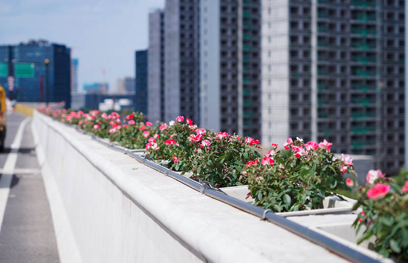 河南余杭運溪高架路初綻放!獨有的浪漫‘高架花箱’已上線 河南