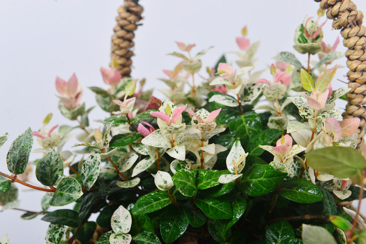 常用的室外垂直綠化植物墻的植物種類有哪些? 常用的室外垂直綠化植物墻的植物種類有哪些?